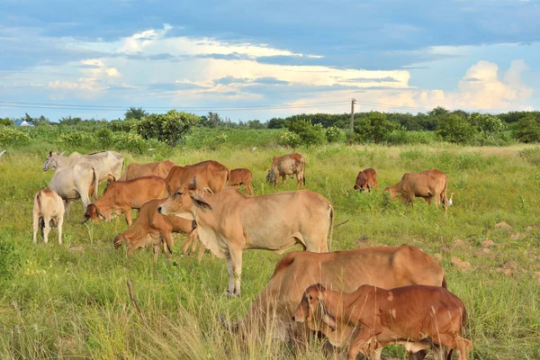 Grupo Gado Vaca Está Alimentando Grama Campo Seco Paisagem Natural — Fotografia de Stock