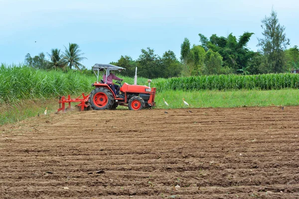 Садовники Приводят Трактор Обработки Почвы Пеликаны Поисках Пищи Фоне Леса — стоковое фото