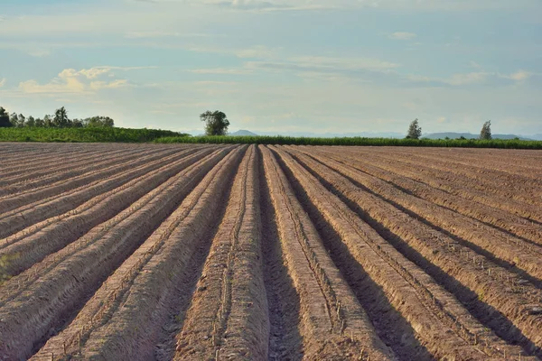 Bodenlinien Von Traktoren Hat Blauen Himmel Und Berghintergrund Landwirtschaft Thailand — Stockfoto