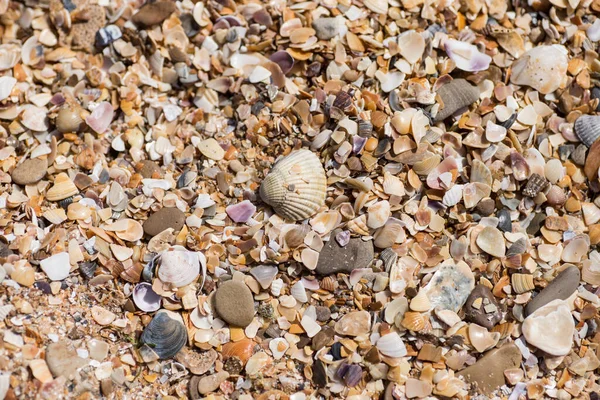 Background small shells, shell fragments. Sea Shore many different crushed shells forming a beautiful background pattern. — Stock Photo, Image