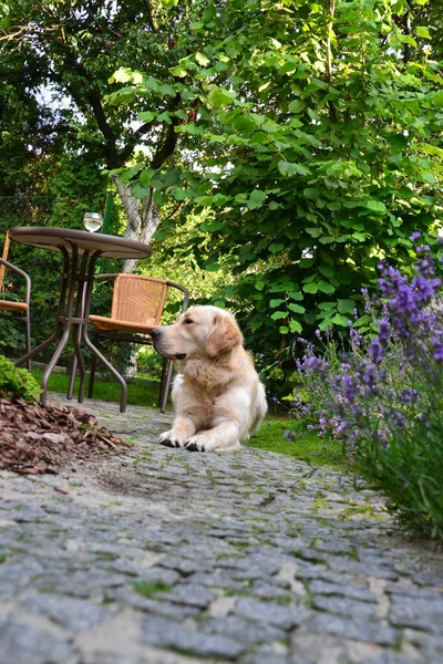 Perro Jardín —  Fotos de Stock