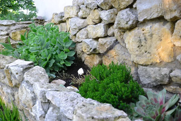 Plantas Jardín Del Pueblo — Foto de Stock