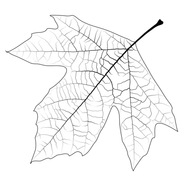 Sycamore herfstblad — Stockvector