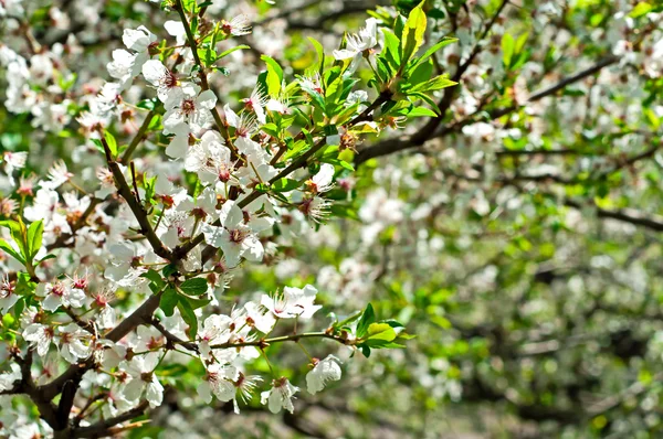 Çiçek açan kiraz ağacı — Stok fotoğraf