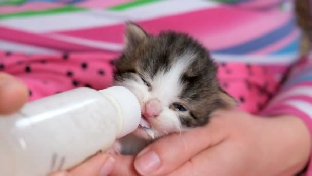 面白い若い猫はミルクを飲む 子猫の餌やり — ストック動画