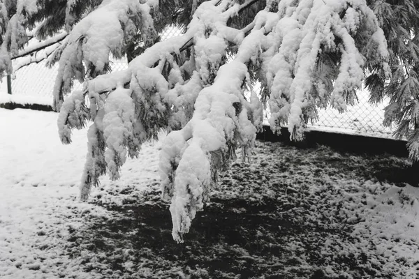 Träd Täckta Med Snö Vintertid Trädgården Växter Och Trädgårdsskötsel — Stockfoto