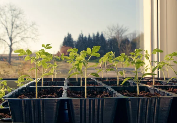 Tomatensetzlinge Die Haus Wachsen Biopflanzen Als Hausgarten Stockfoto