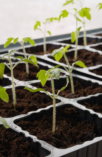 番茄幼苗 有机番茄芽 国产植物 — 图库照片