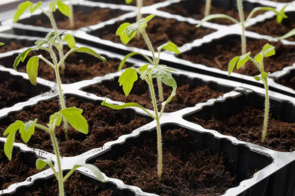 Tomatenzaailing Biologische Tomaten Ontkiemen Zelfgekweekte Planten — Stockfoto