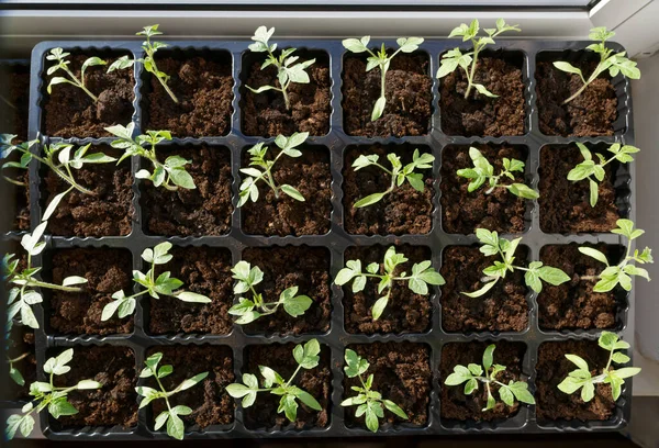 Tomatenspruiten Een Kas Tomaten Zaailingen Potten Vensterbank Het Huis — Stockfoto