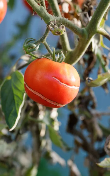Tomat Spricka Sjukdom Hemodlad Frukt Närbild — Stockfoto