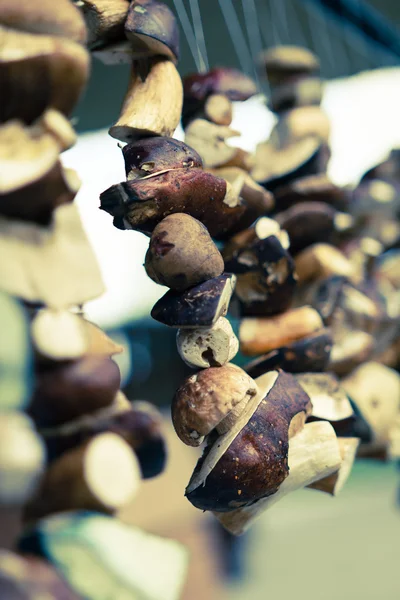 湾牛肝菌蘑菇 — 图库照片