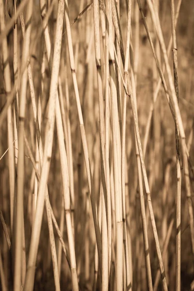 Fondo de madera rojo cereza — Foto de Stock