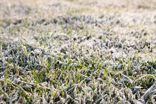 Gräs täcker i morgon frost — Stockfoto