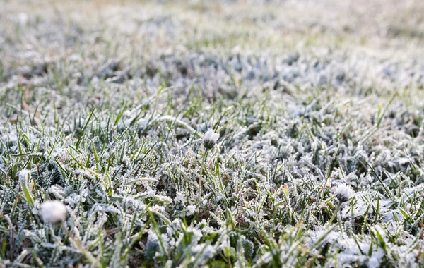 Couverture d'herbe dans le gel du matin — Photo