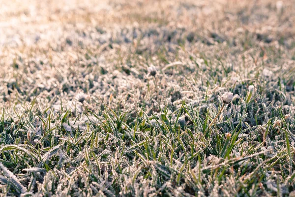 Gräs täcker i morgon frost — Stockfoto