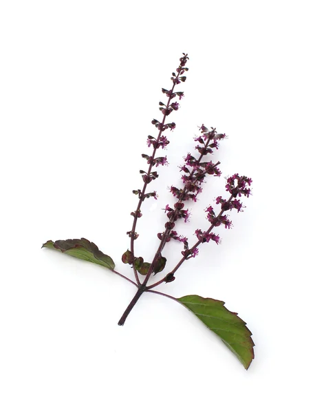 Holy Basil — Stock Photo, Image