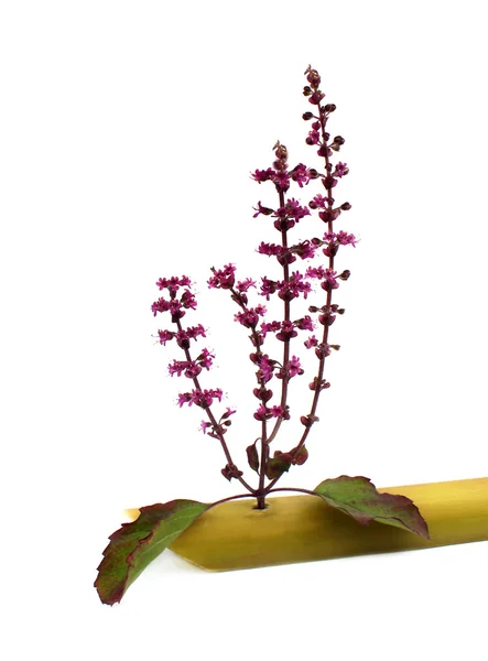 Holy Basil — Stock Photo, Image