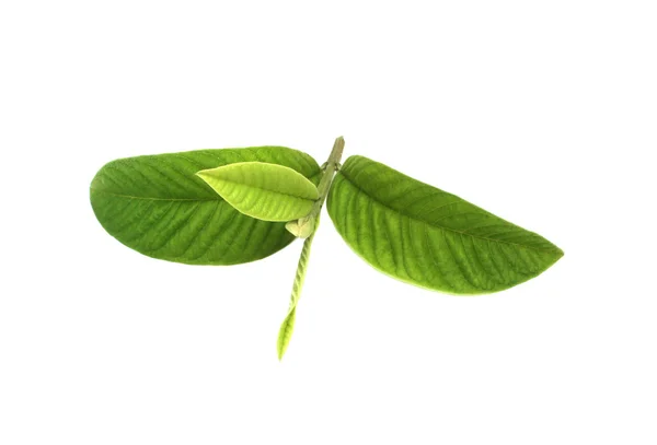 Guava Leaves — Stock Photo, Image