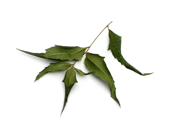 Dried Neem Leaves — Stock Photo, Image