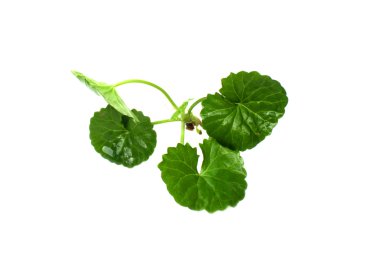 Şifalı thankuni yaprakları