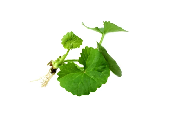 Medicinal Thankuni Leaves — Stock Photo, Image