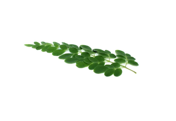 Edible moringa leaves — Stock Photo, Image