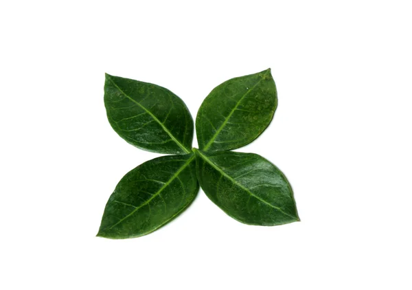 Henna Leaves — Stock Photo, Image