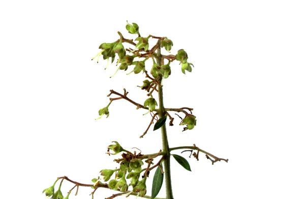 Листья хены с цветами — стоковое фото