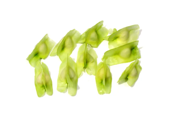 Moringa Oleifera Seeds — Stock Photo, Image