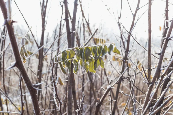 アカシアの葉は霜で覆われています — ストック写真
