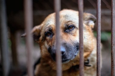 Yaşlı bir kuşhanede büyük üzgün bir çoban. Tonlanmış, tarz fotoğrafı.