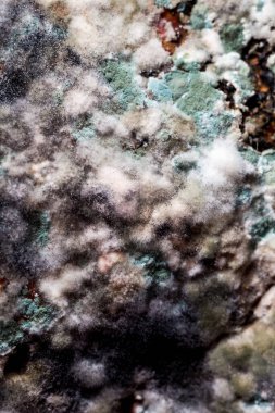 Küf ve mantarla kaplı bir balkabağı. Tasarımcılar için doku arkaplanı.