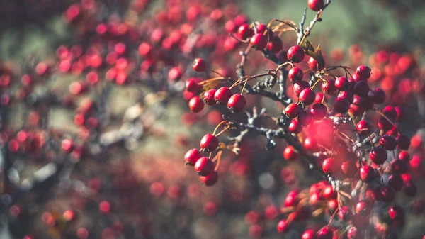 Beautiful Bright Red Berries Hawthorn Late Autumn Photo Taken Old — Stock Photo, Image