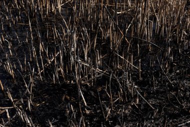Kavrulmuş kamış tarlası. Dikkatsiz ateş etme sonucu oldu. İnsan doğayla temasın sonucu..