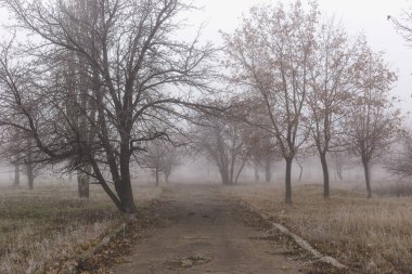 Sonbahar parkında eski asfalt yol sisli ağaçlarla kaplı..