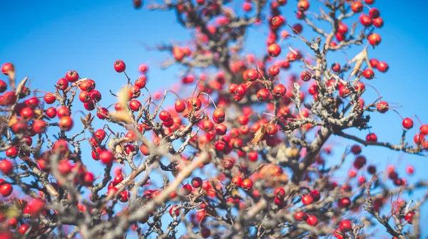 Beautiful Bright Red Berries Hawthorn Late Autumn Photo Taken Old — Stock Photo, Image