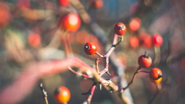 Beautiful Wild Rose Hips Late Autumn Shooting Soviet Manual Lens — Stock Photo, Image