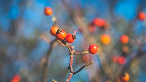 Beautiful Wild Rose Hips Late Autumn Shooting Soviet Manual Lens — Stock Photo, Image