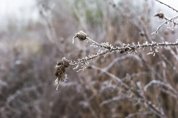 霜で覆われた草や花のフィールド — ストック写真