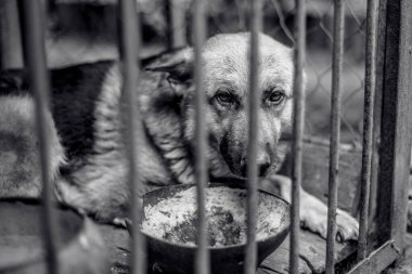 Yaşlı bir kuşhanede büyük üzgün bir çoban. Tek renkli fotoğraf.