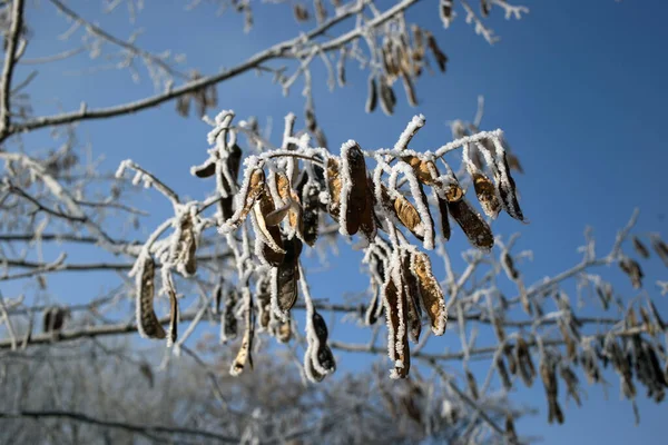 Semillas Acacia Cubiertas Escarcha Plantas Invierno —  Fotos de Stock