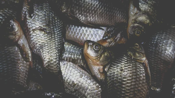 流しの中に死んだ変態の鯉の山 魚料理の工程 — ストック写真