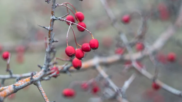 Beautiful Bright Red Berries Hawthorn Late Autumn Photo Taken Old — Stock Photo, Image