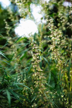 Bir dal esrar ve marihuana. Kenevir, kenevir güzel ağaç.