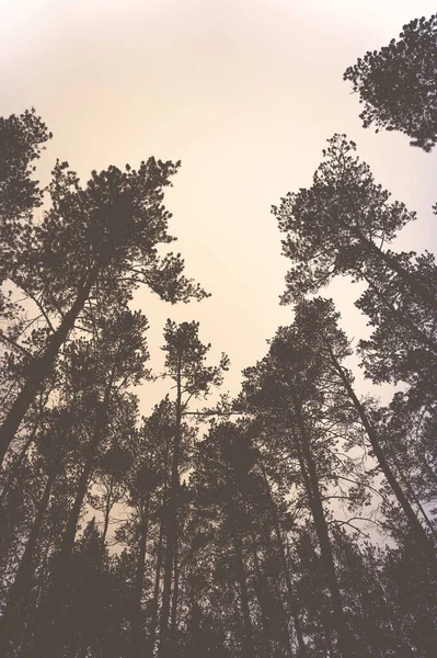 Sommet Des Arbres Dans Forêt Pins Préparation Conception — Photo