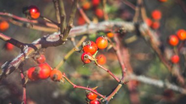 Sonbaharın sonlarında güzel, yaban gülü kalçaları. Sovyet manuel lensleriyle çekim yapmak..