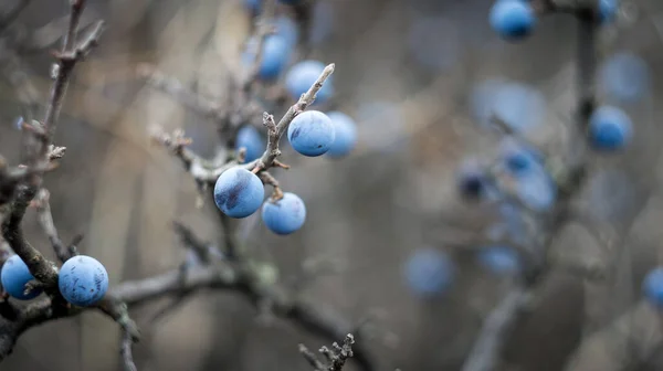 Blue Berries Blackthorn Bush Autumn Photo Taken Old Soviet Lens — Stock Photo, Image