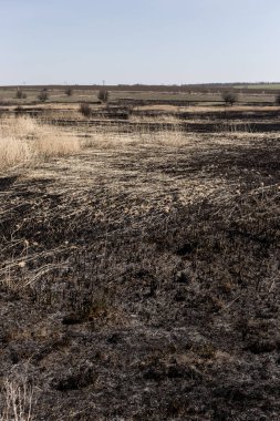 Kavrulmuş kamış tarlası. Dikkatsiz ateş etme sonucu oldu. İnsan doğayla temasın sonucu..