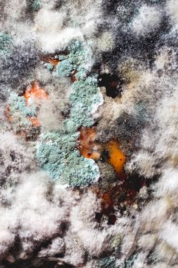 Küf ve mantarla kaplı bir balkabağı. Tasarımcılar için doku arkaplanı.